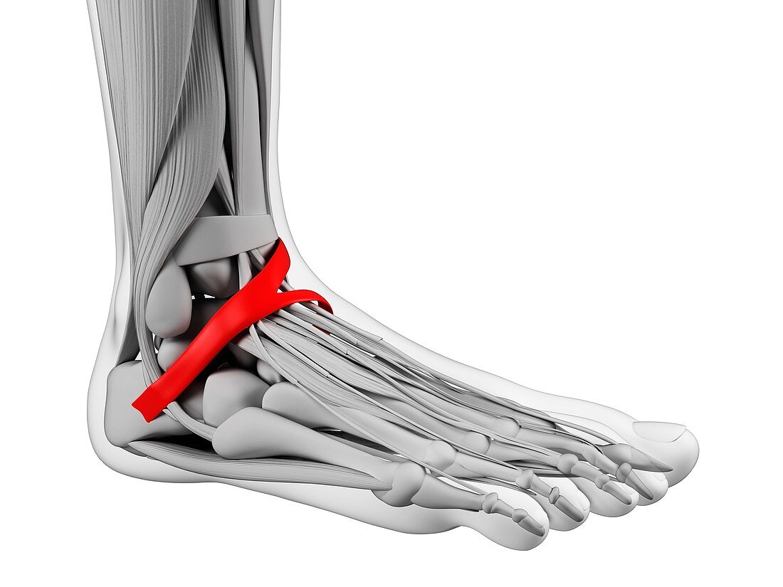 Human foot ligament,artwork