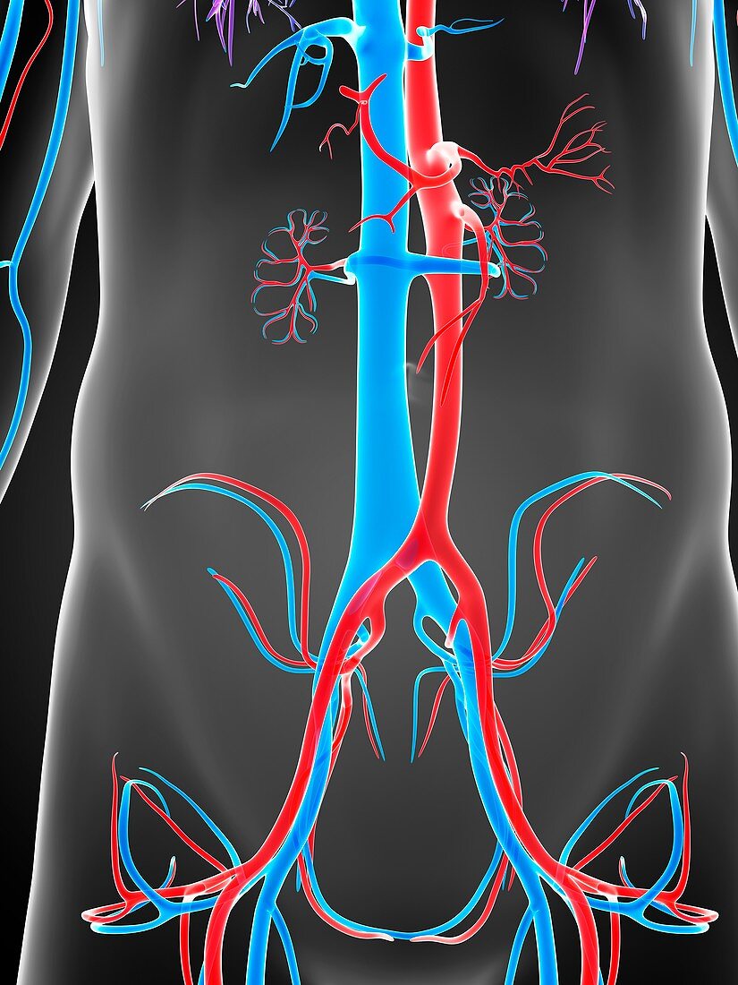 Human vascular system,artwork