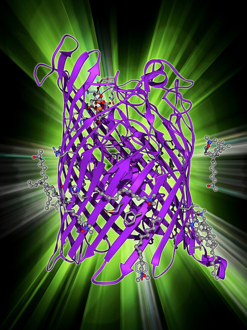Outer membrane receptor protein molecule