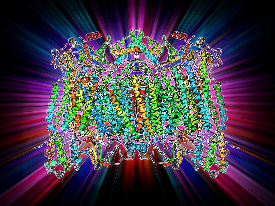 Cytochrome c oxidase molecule