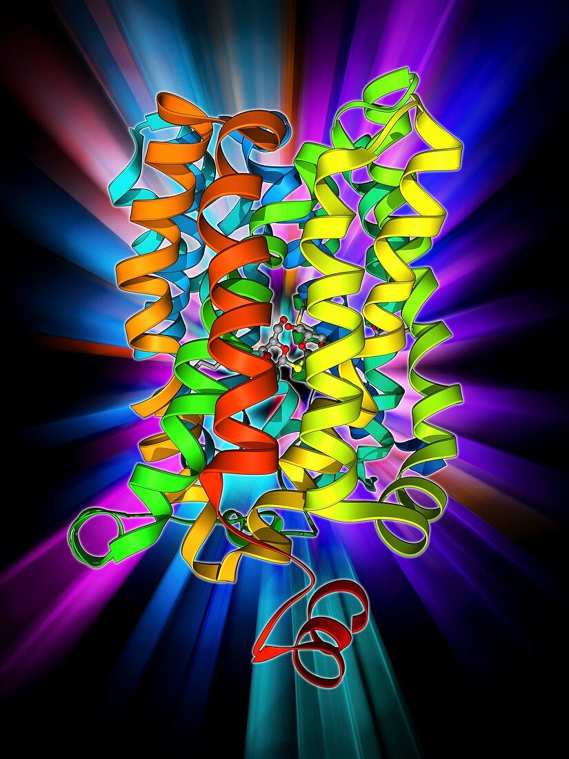 Lactose transporter protein molecule