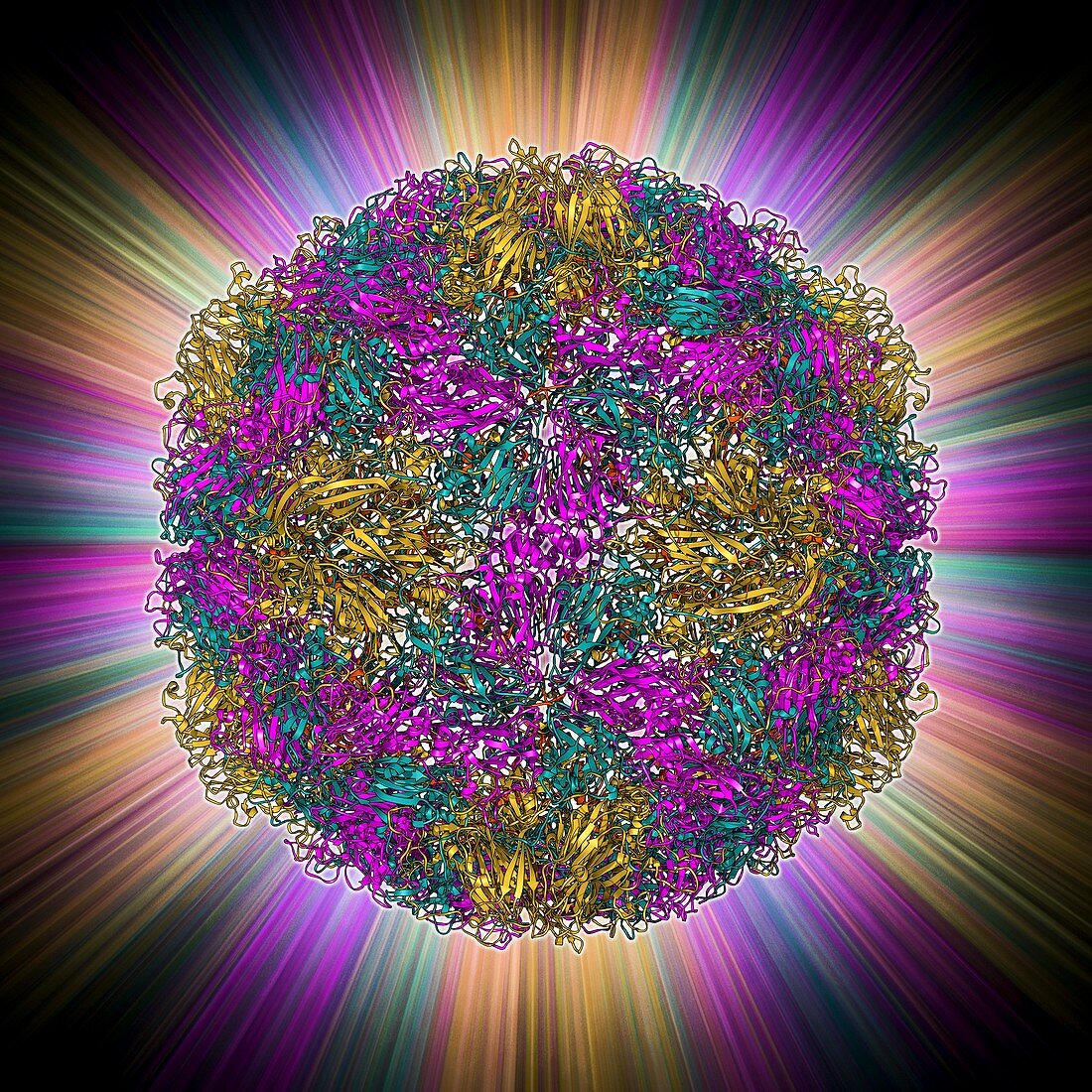 Rhinovirus capsid,molecular model