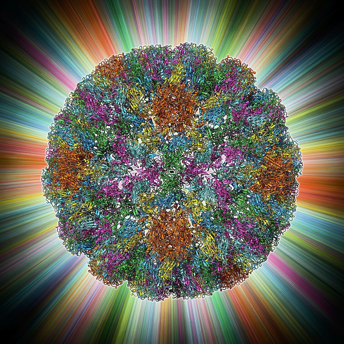 SV40 virus capsid,molecular model
