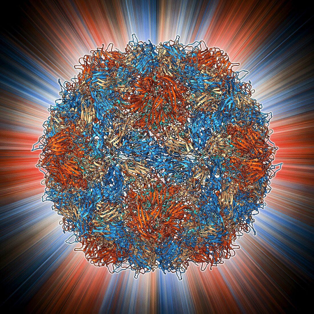 Poliovirus type 3 capsid,molecular model