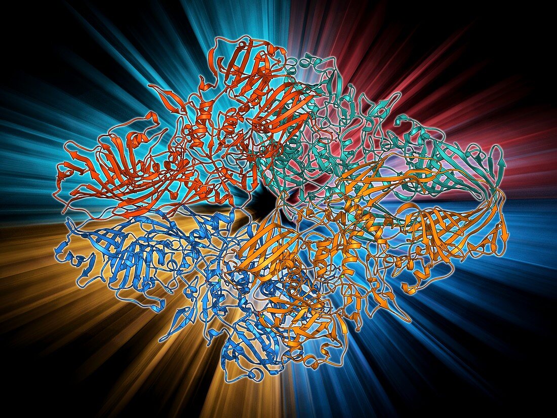 Beta-galactosidase molecule