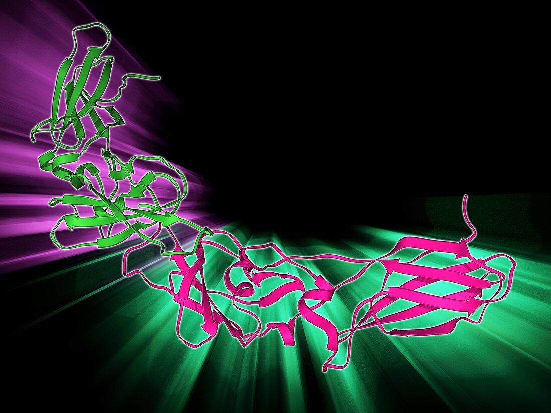 Human tissue factor molecule