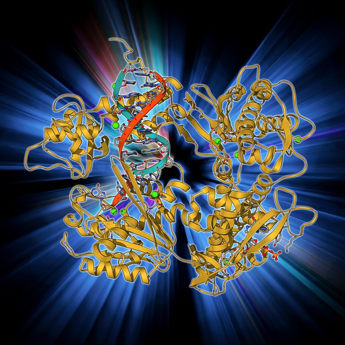 DNA clamp complexed with DNA molecule