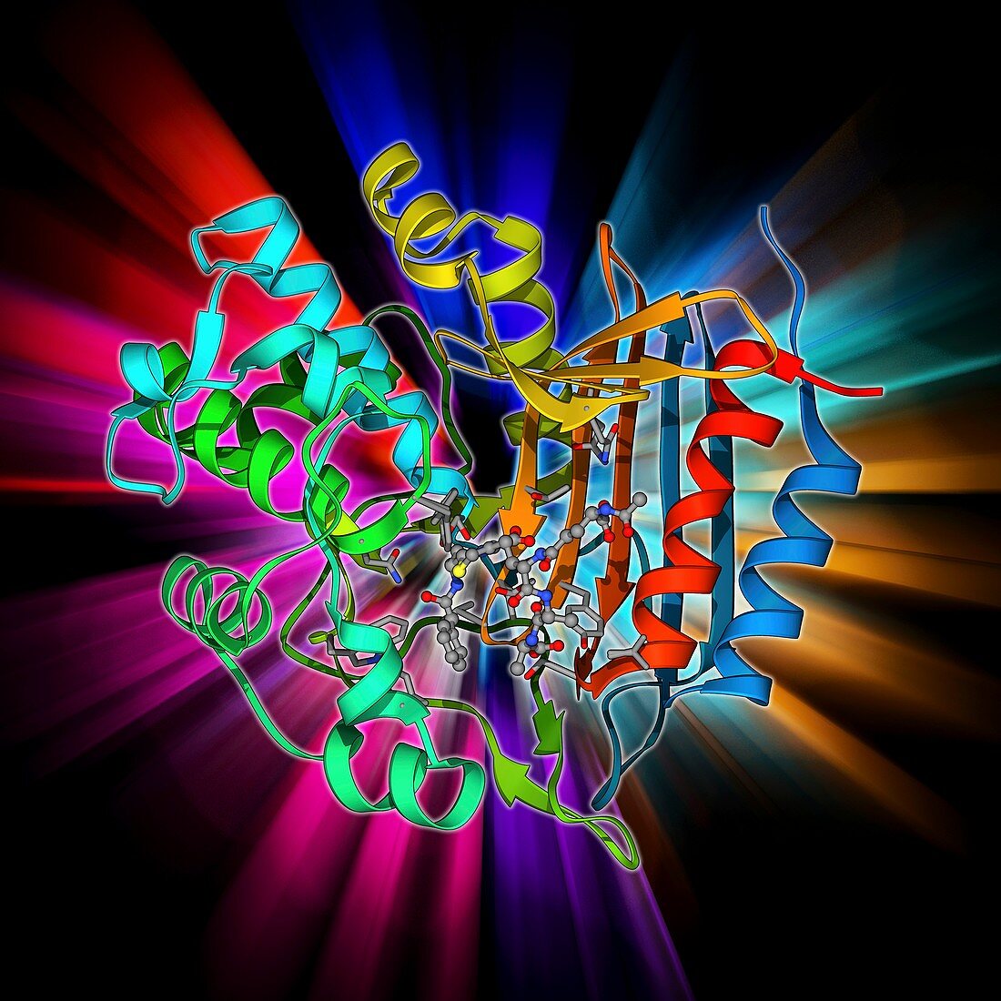 Bacterial cell wall enzyme molecule