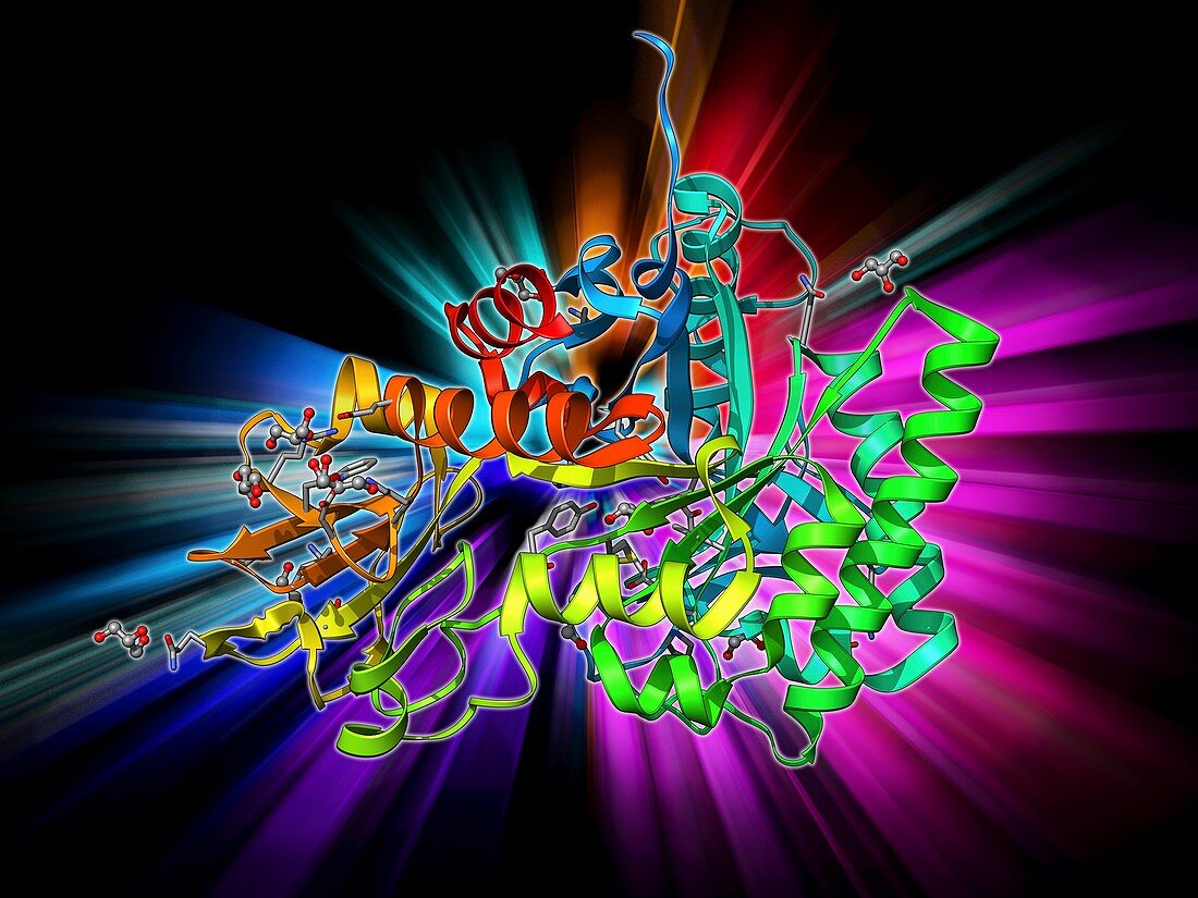 Chitinase enzyme molecule