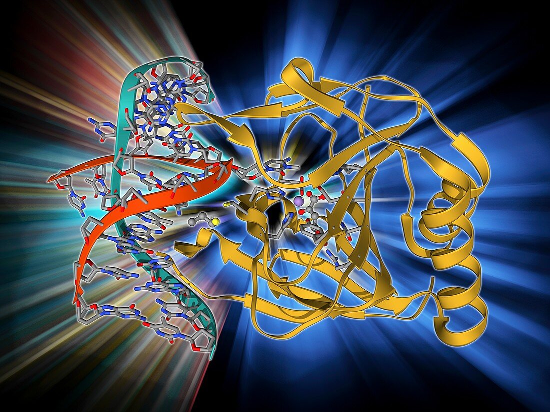 DNA repair enzyme,molecular model
