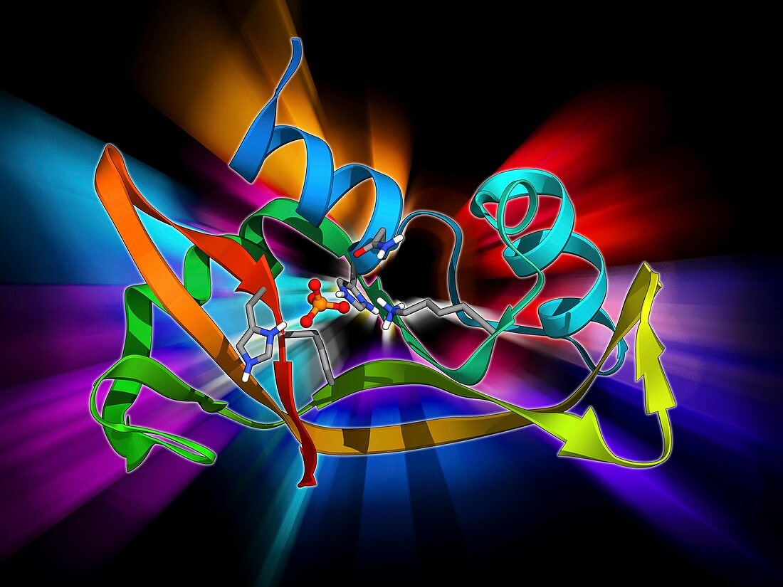 Ribonuclease A molecule