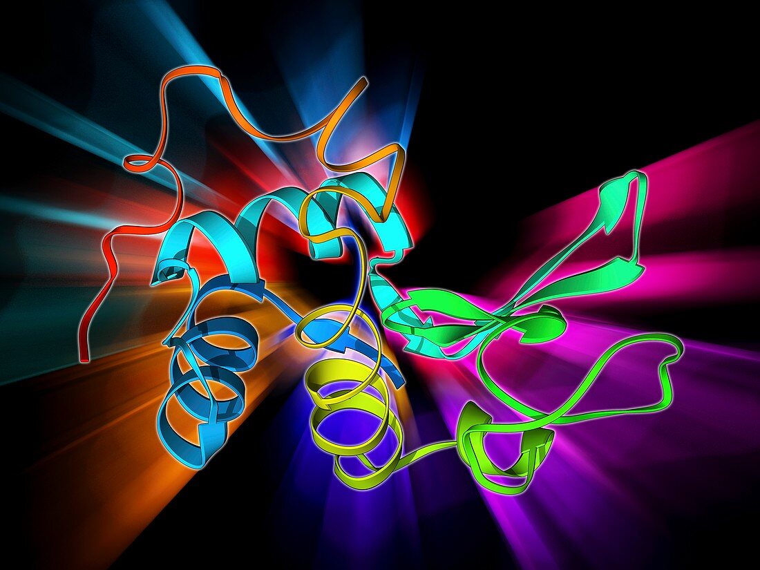 Lysozyme molecule