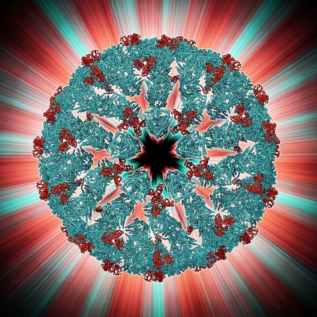 Bluetongue virus capsid,molecular model