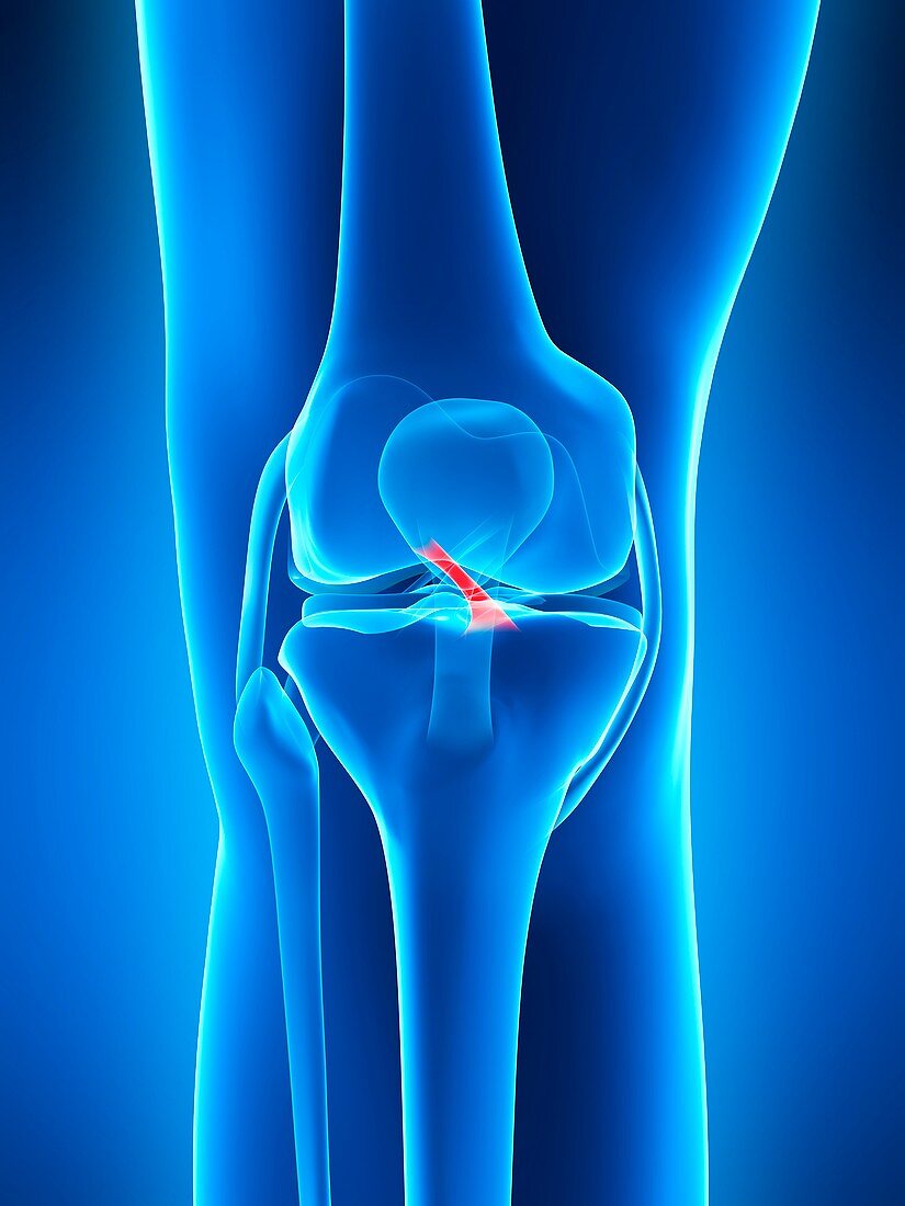 Human knee ligament,artwork