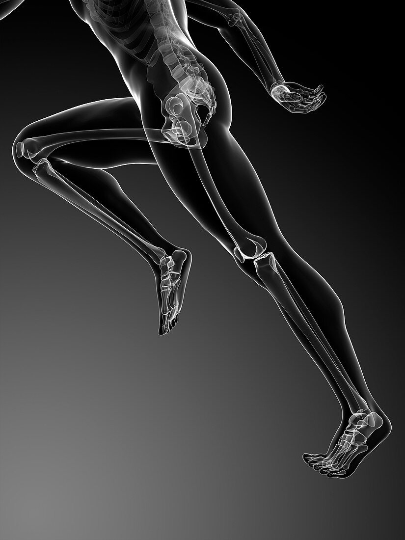 Human anatomy running,artwork