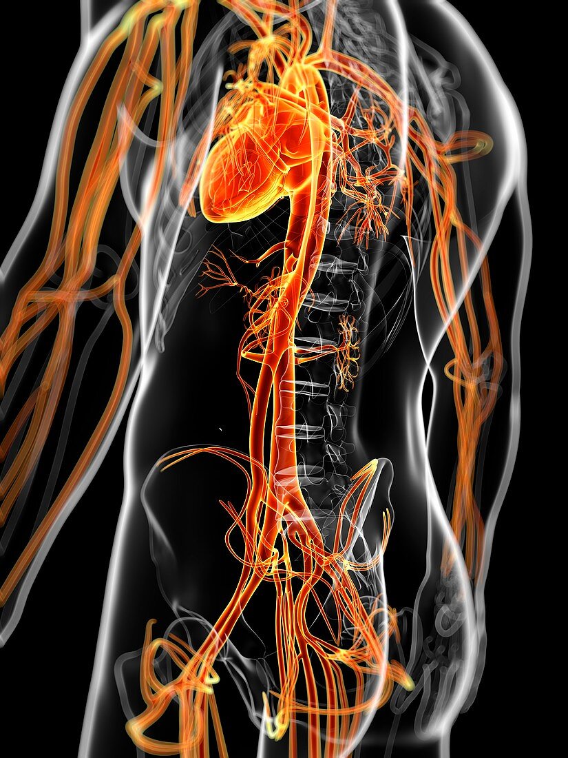 Human vascular system,artwork