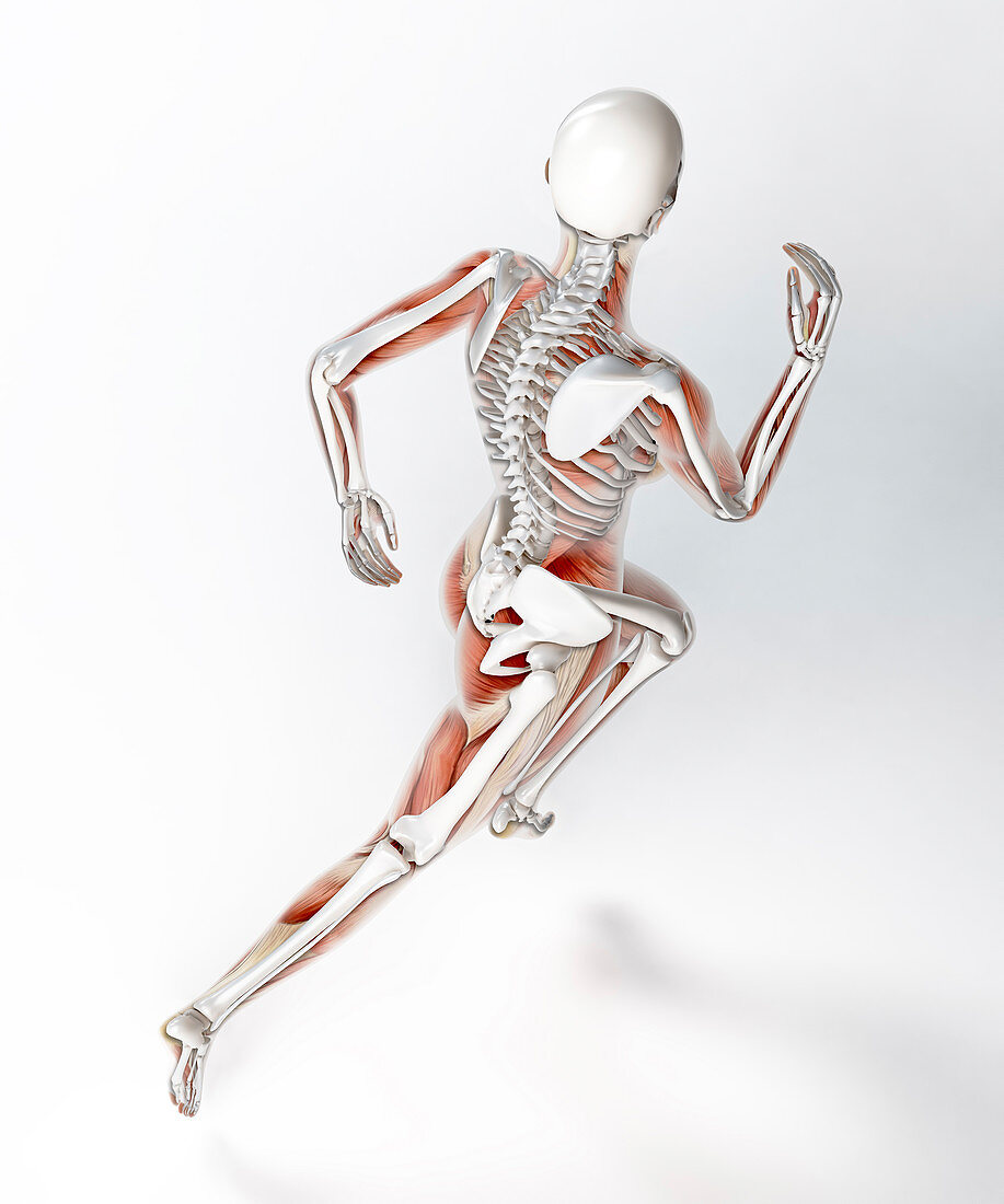 Skeleton of runner,artwork