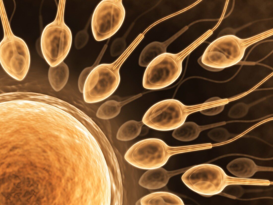 Human sperm and egg,artwork