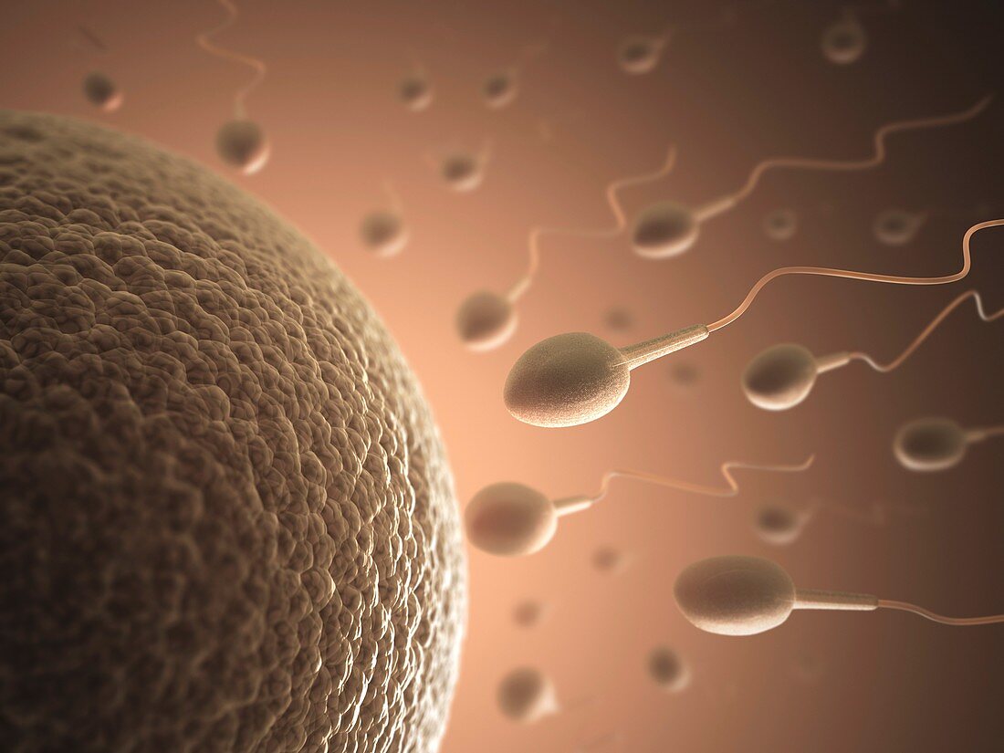 Human sperm and egg,artwork