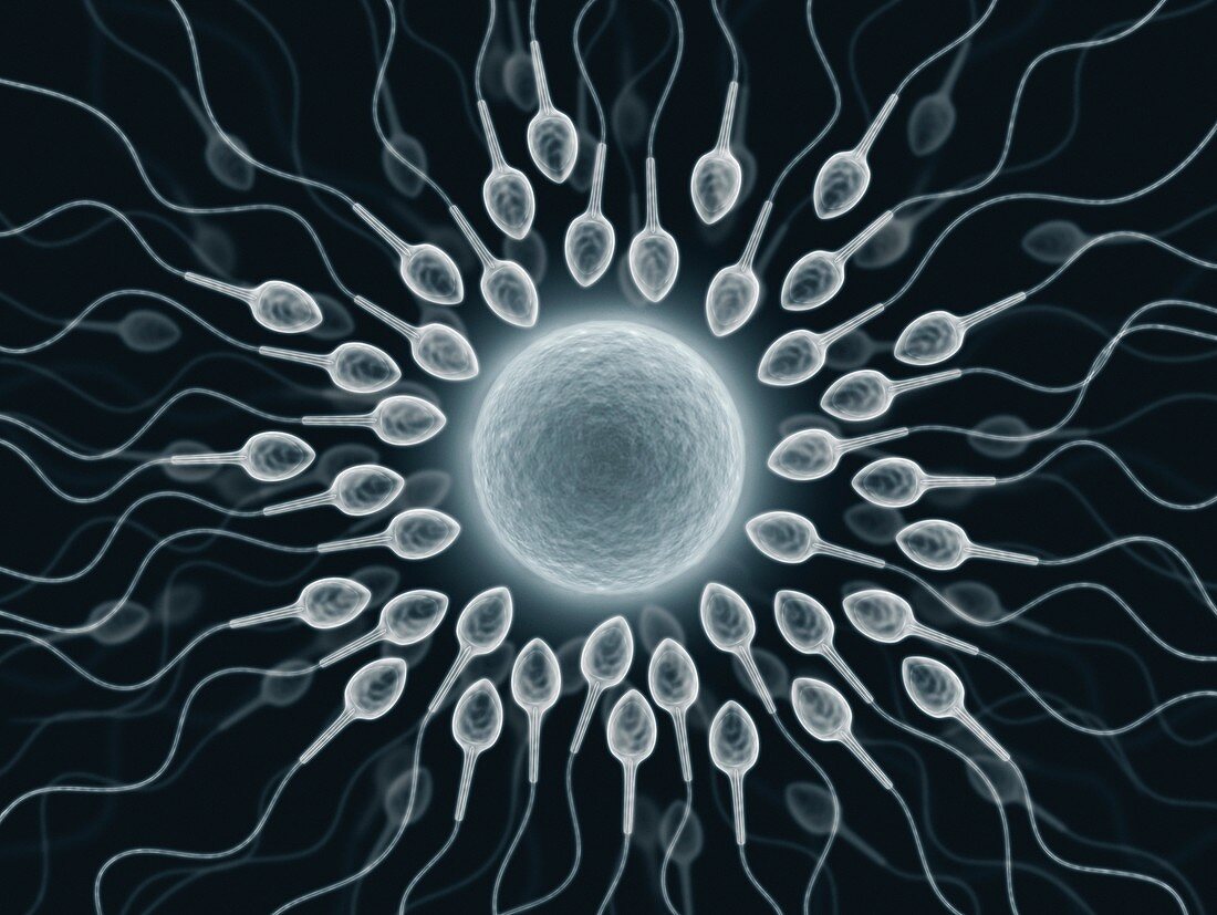 Human sperm and egg,artwork