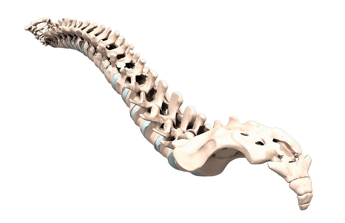 Human vertebra,artwork
