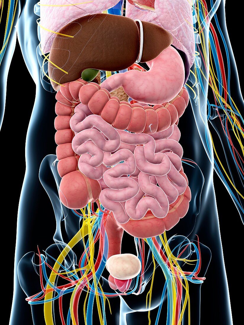 Human digestive system,artwork