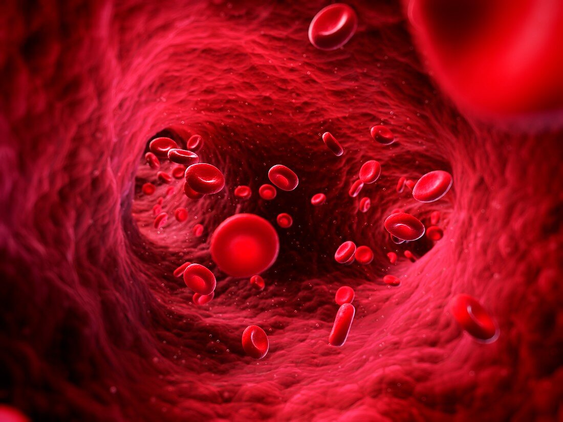 Human red blood cells,artwork