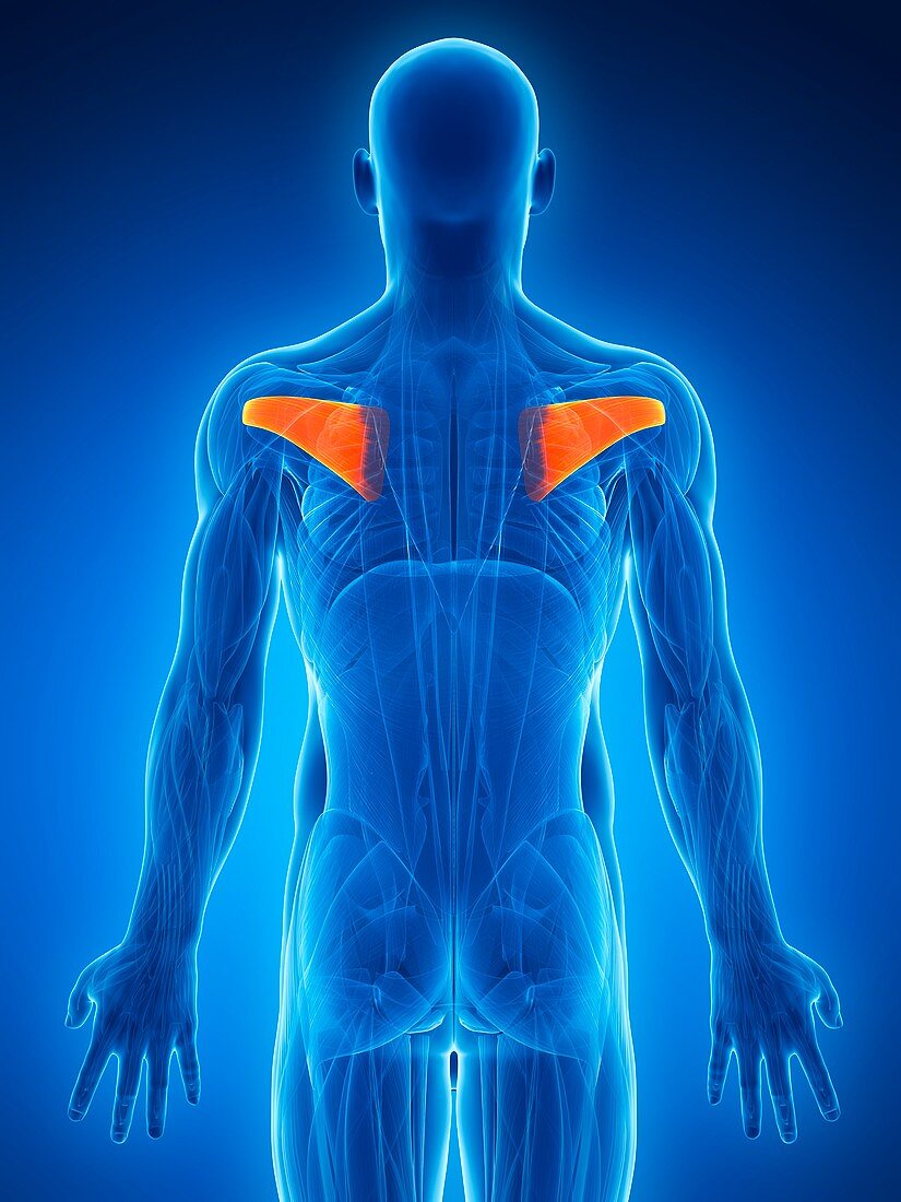 Human shoulder muscles,artwork