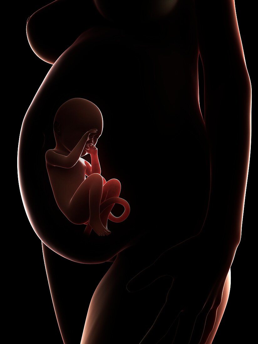 Human pregnancy,artwork