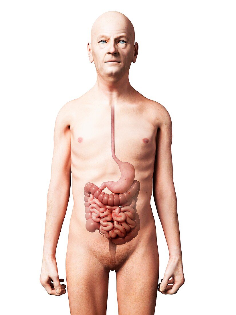 Male digestive system,artwork