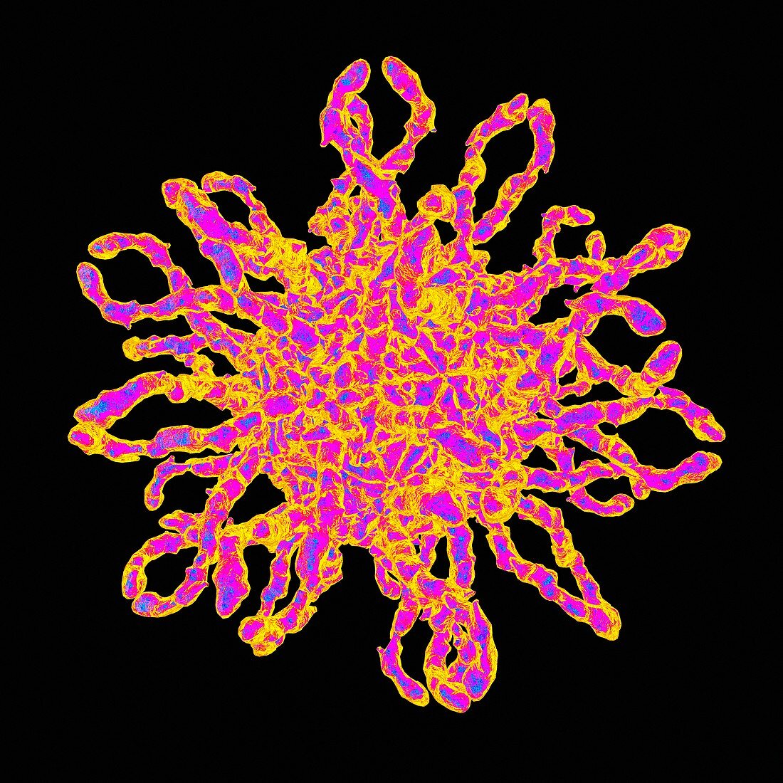 Human coxsackievirus,artwork