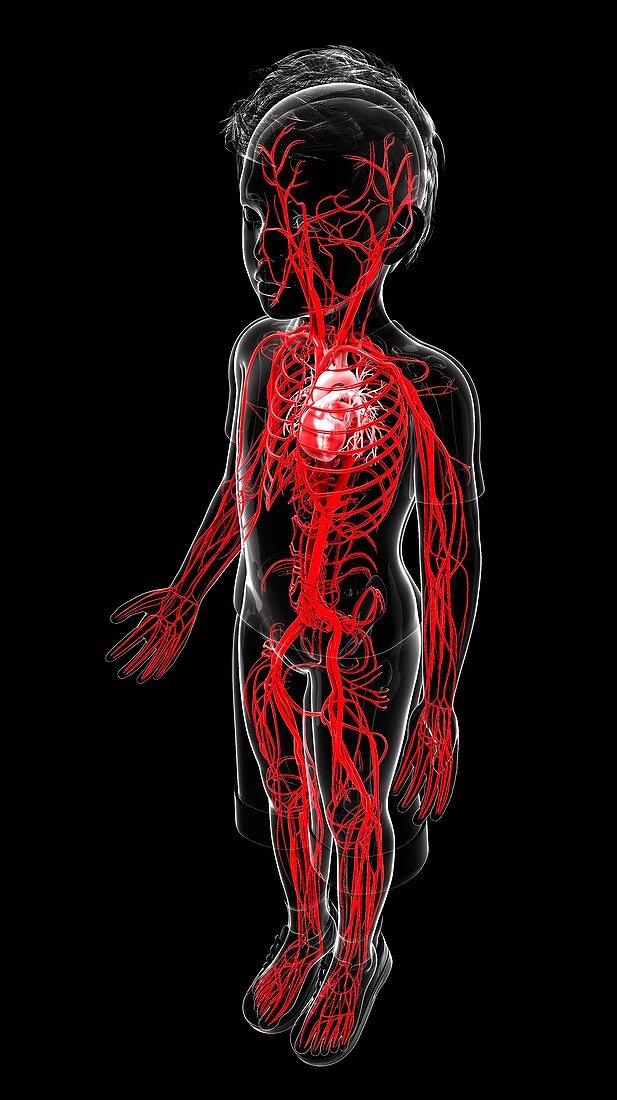 Human vascular system,artwork