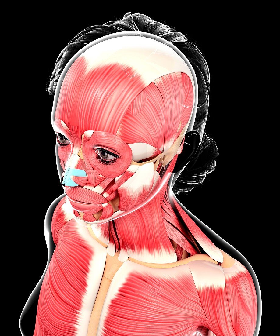 Human muscular system,artwork