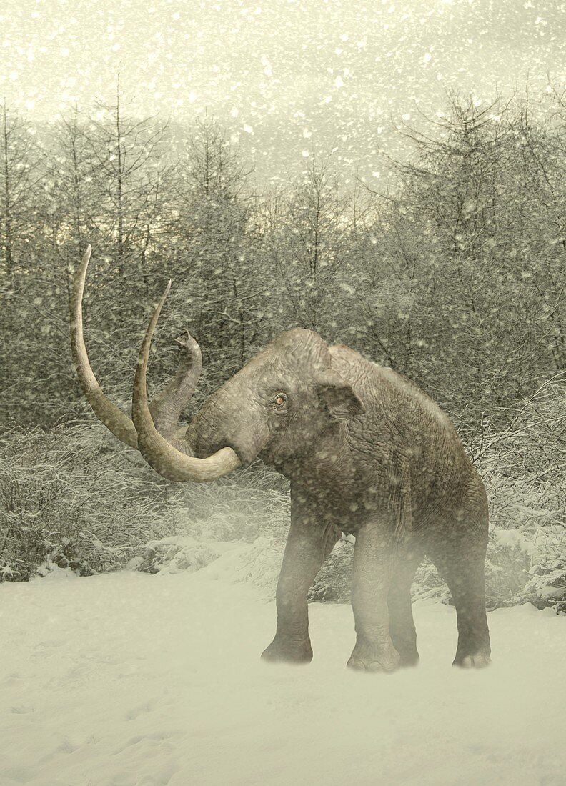 Woolly mammoth in snow