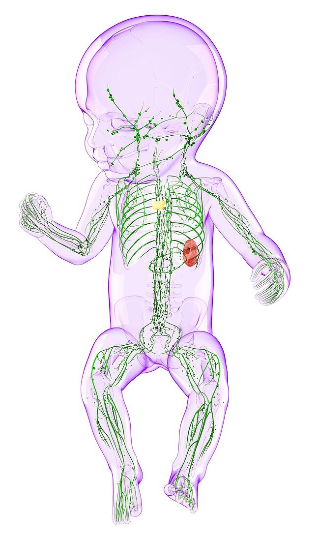 Baby's lymphatic system,artwork