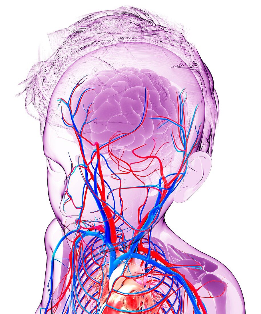 Human cardiovascular system,artwork