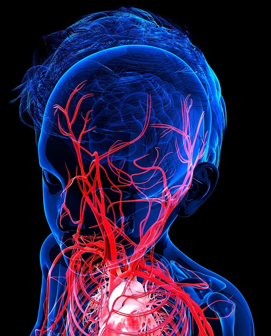 Human vascular system,artwork