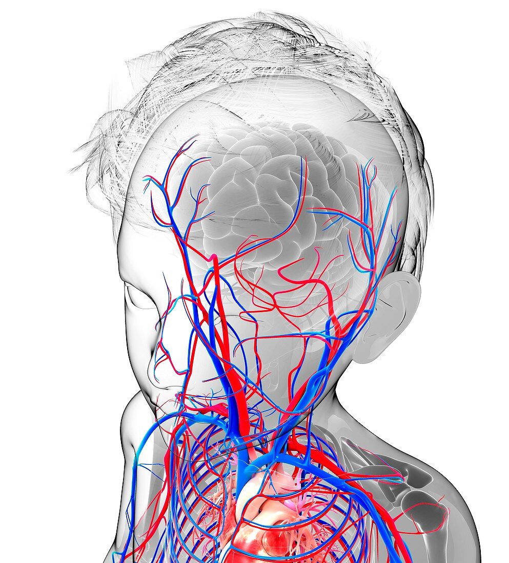 Human cardiovascular system,artwork