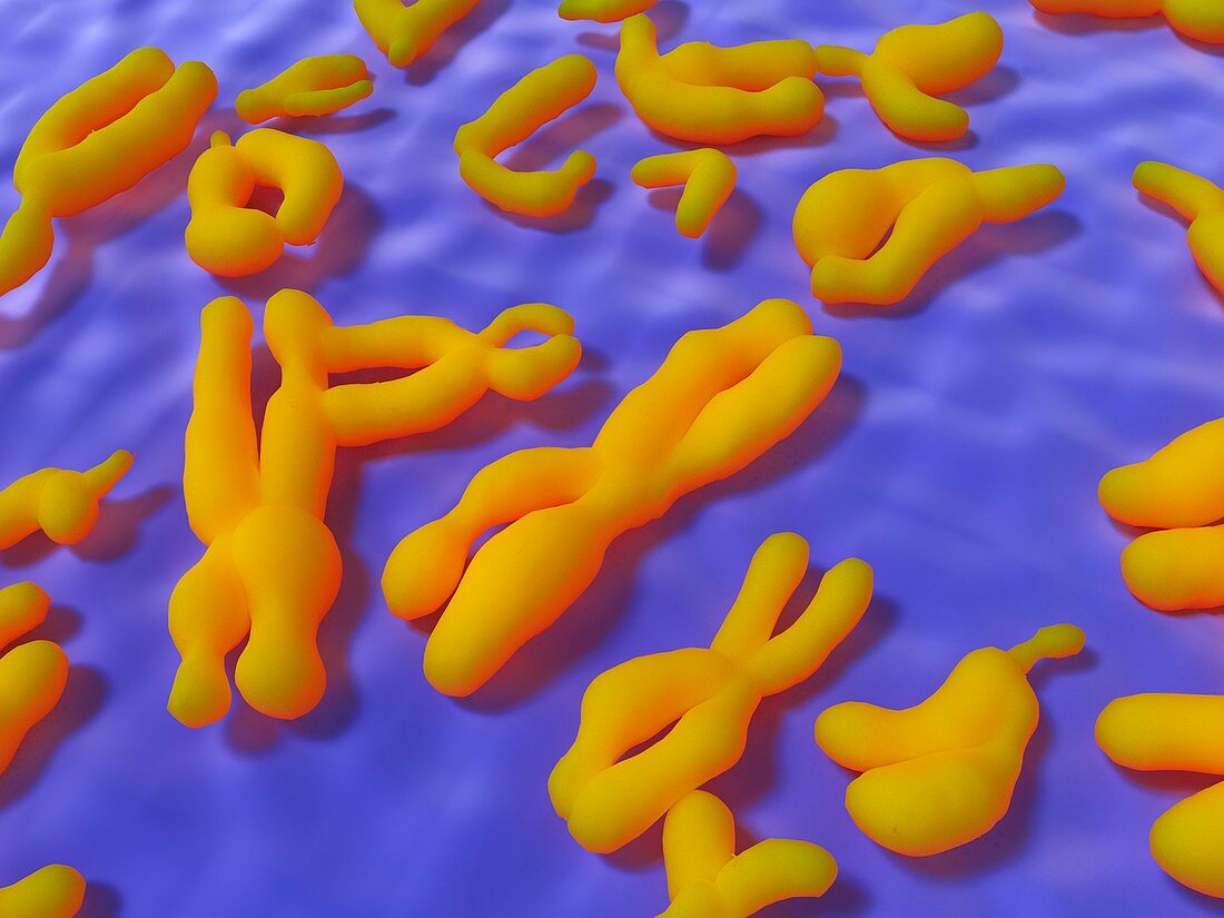 Human Chromosomes,artwork
