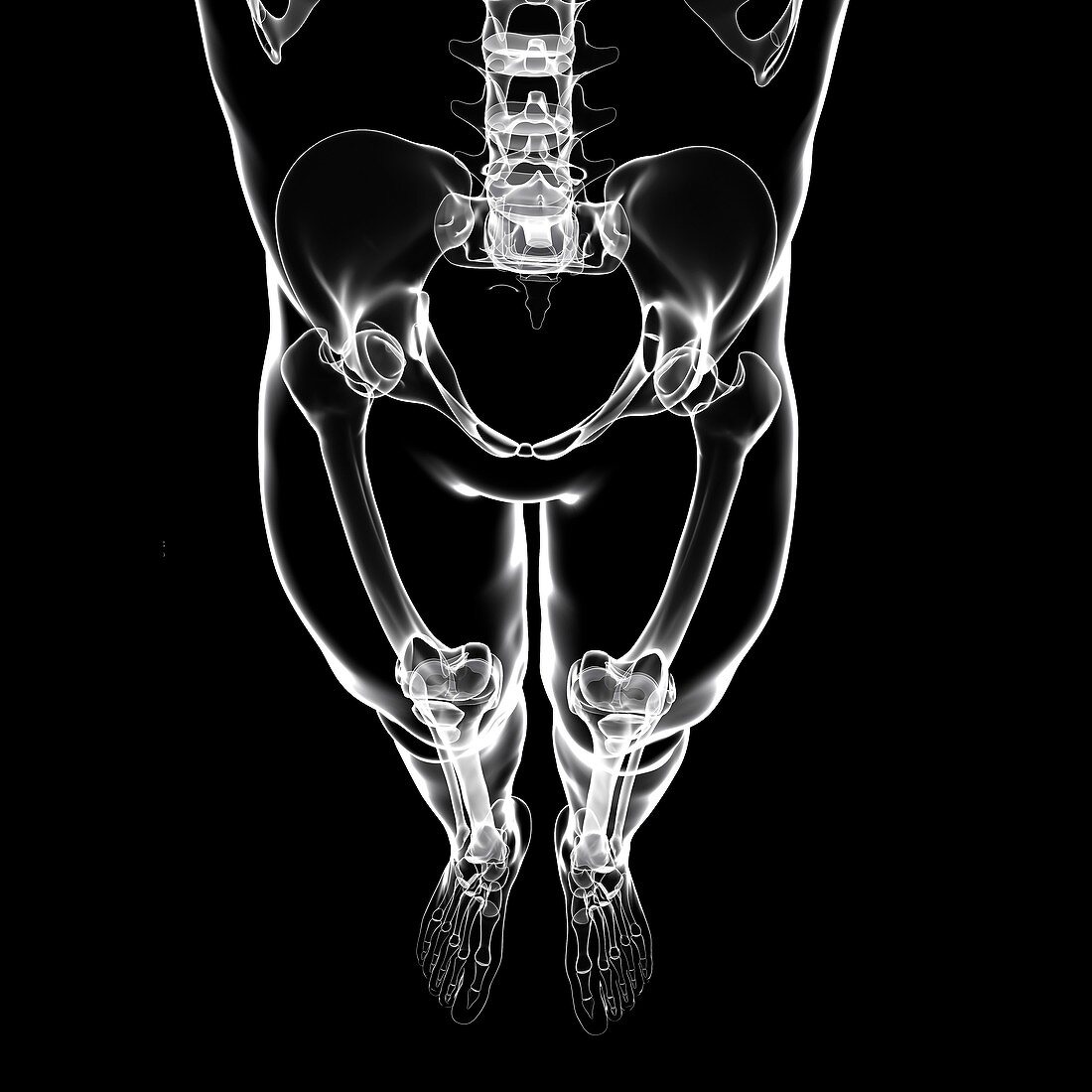 Human skeletal system,artwork