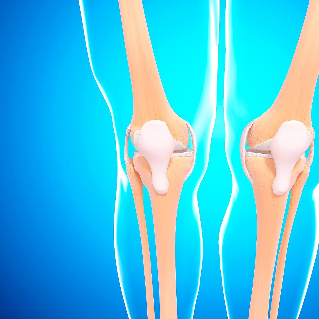 Human knee joints,artwork