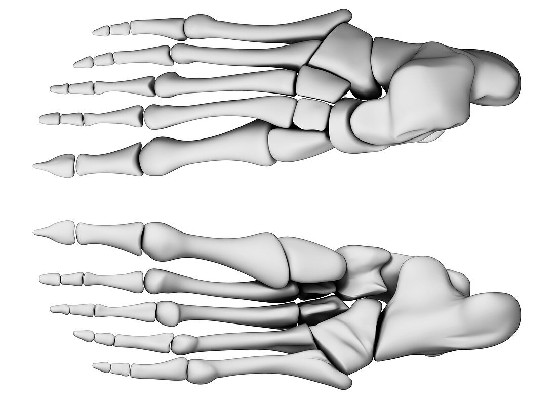 Human foot bones,artwork