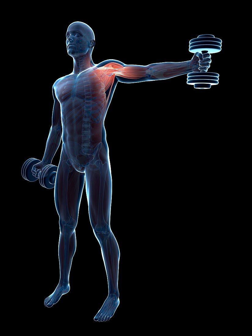 Muscular system of weight lifter,artwork