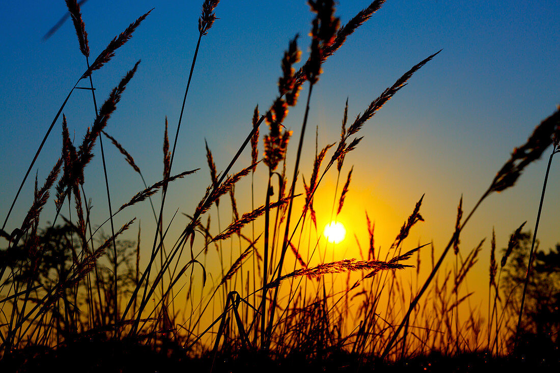 Wheat field in sunrise