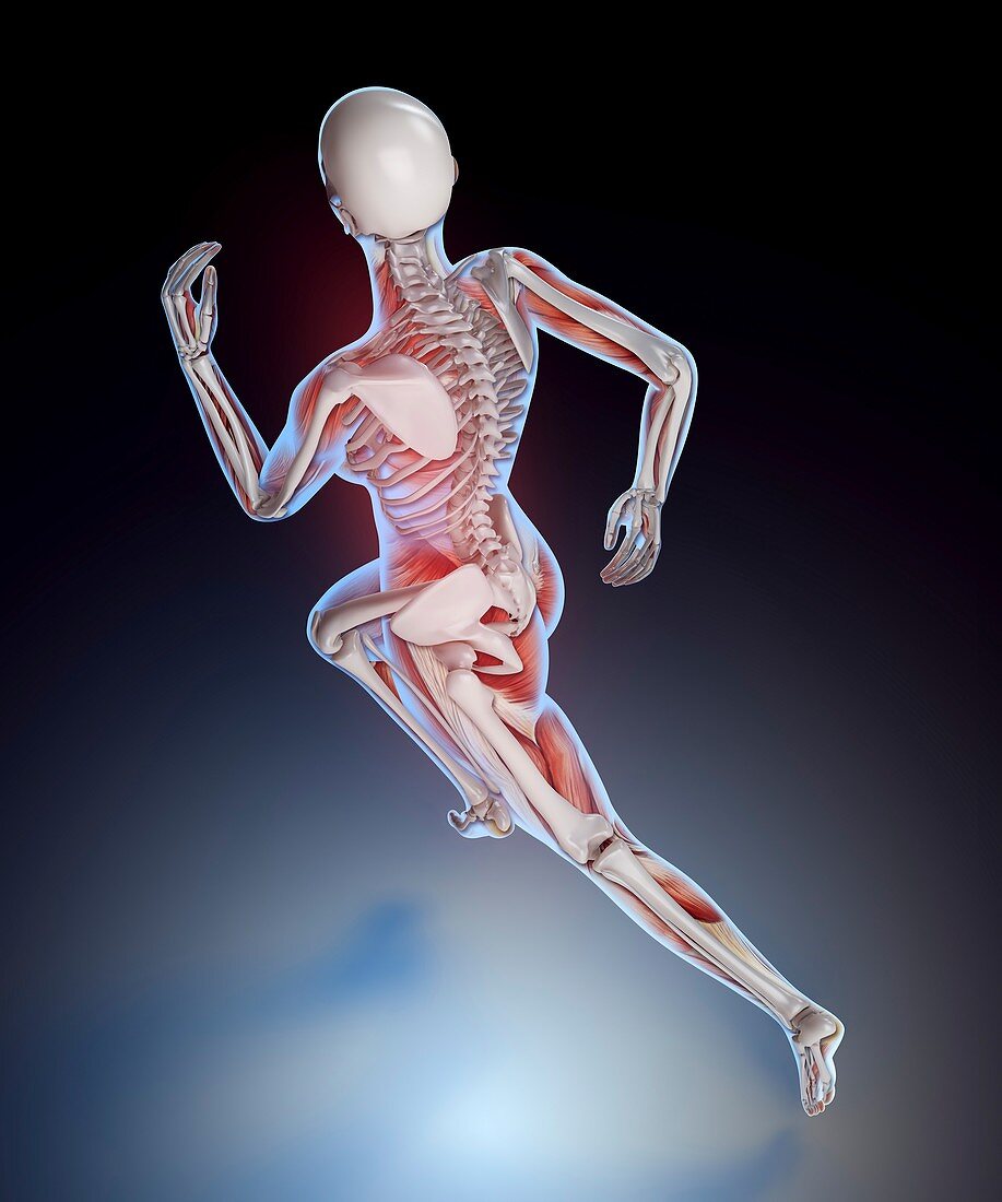 Human skeletal structure of a runner