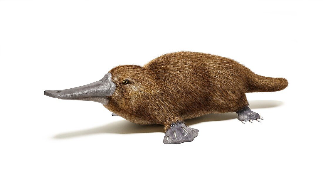 Duck billed platypus,artwork