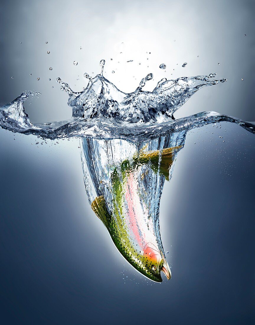 Salmon splashing into water,artwork