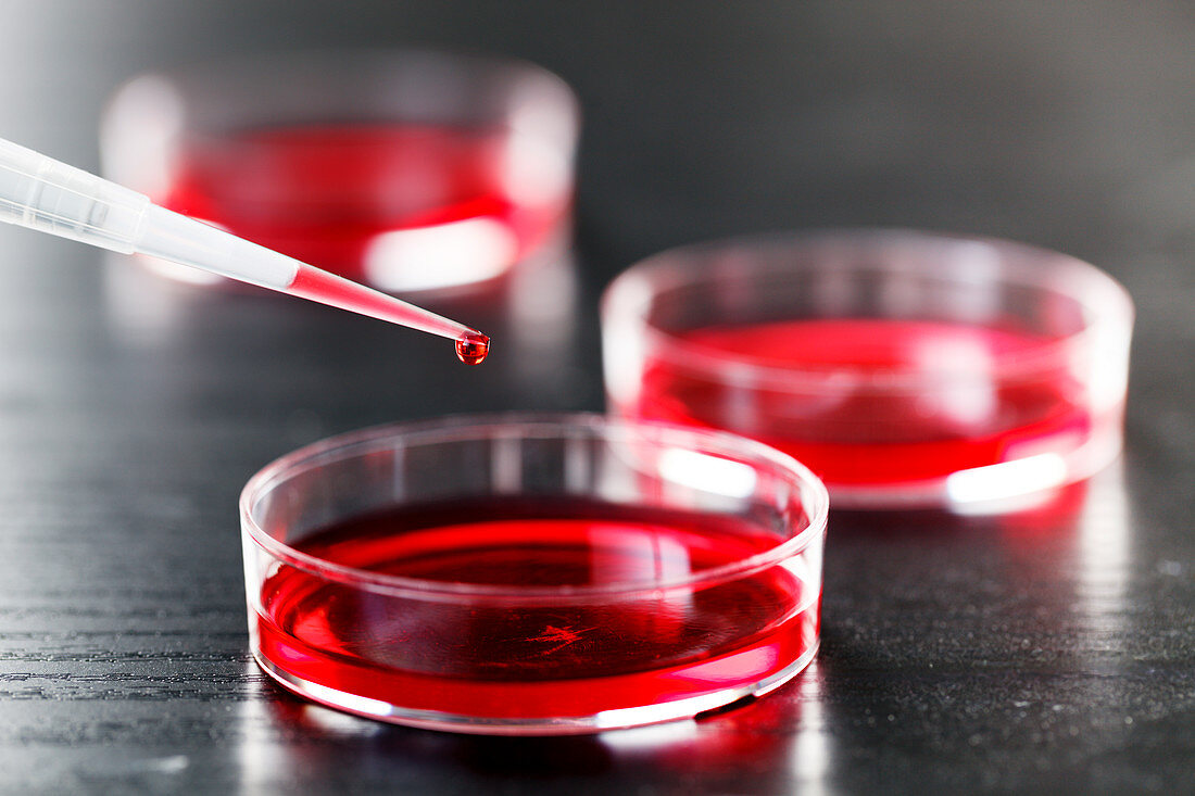 Pipetting red liquid into a petri dish