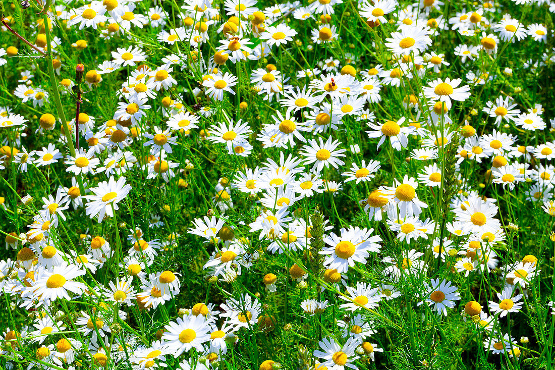 Daisies