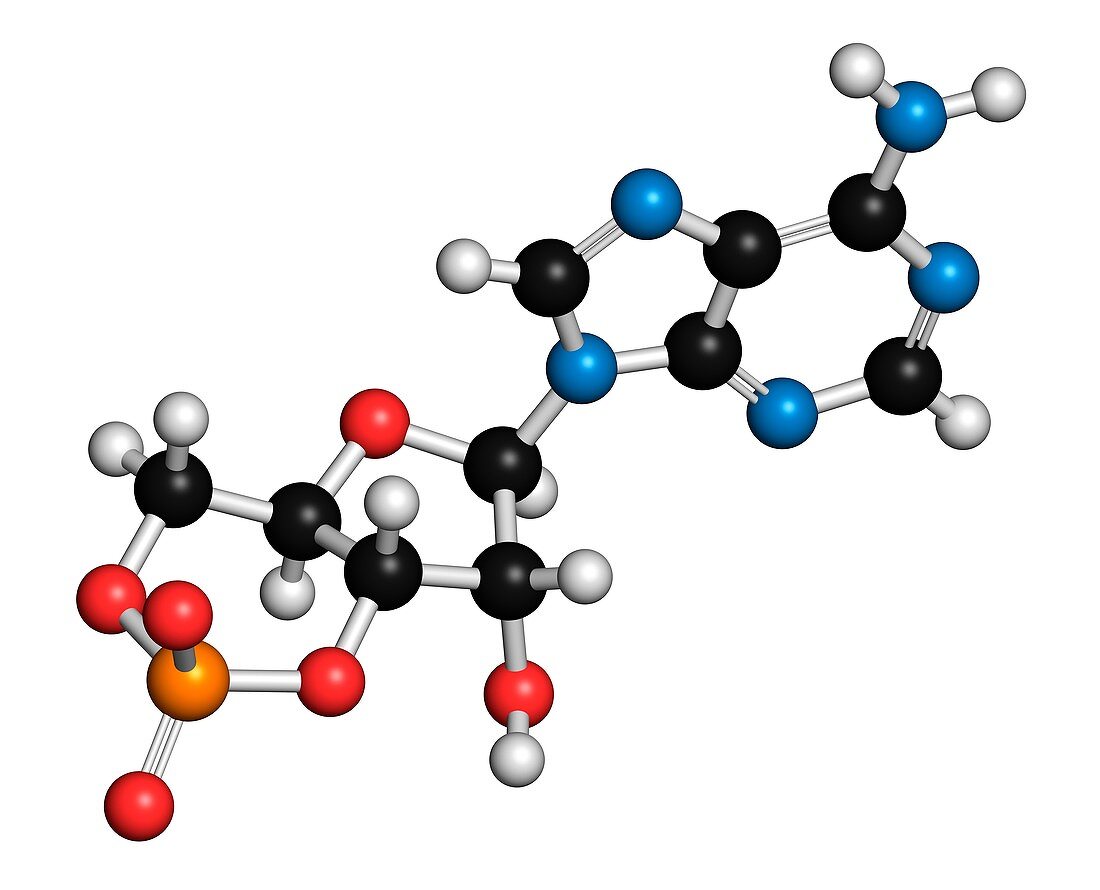 Cyclic adenosine monophosphate molecule